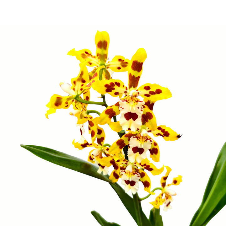 Odontocidium Remember Burkhard Holm