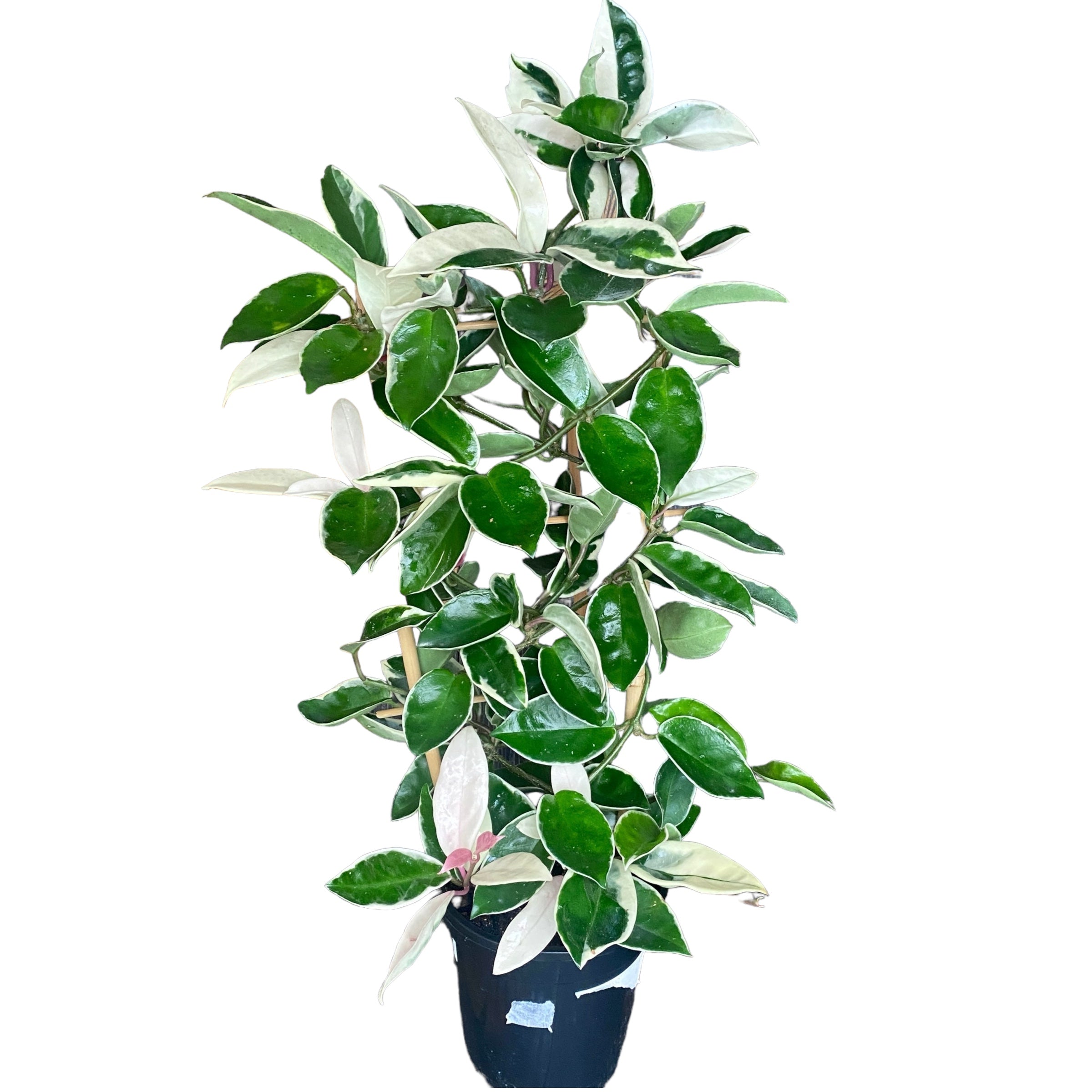 Hoya carnosa 'Krimson Queen' D17 - exemplare XXL