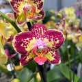 Phalaenopsis Erdbeerkuchen