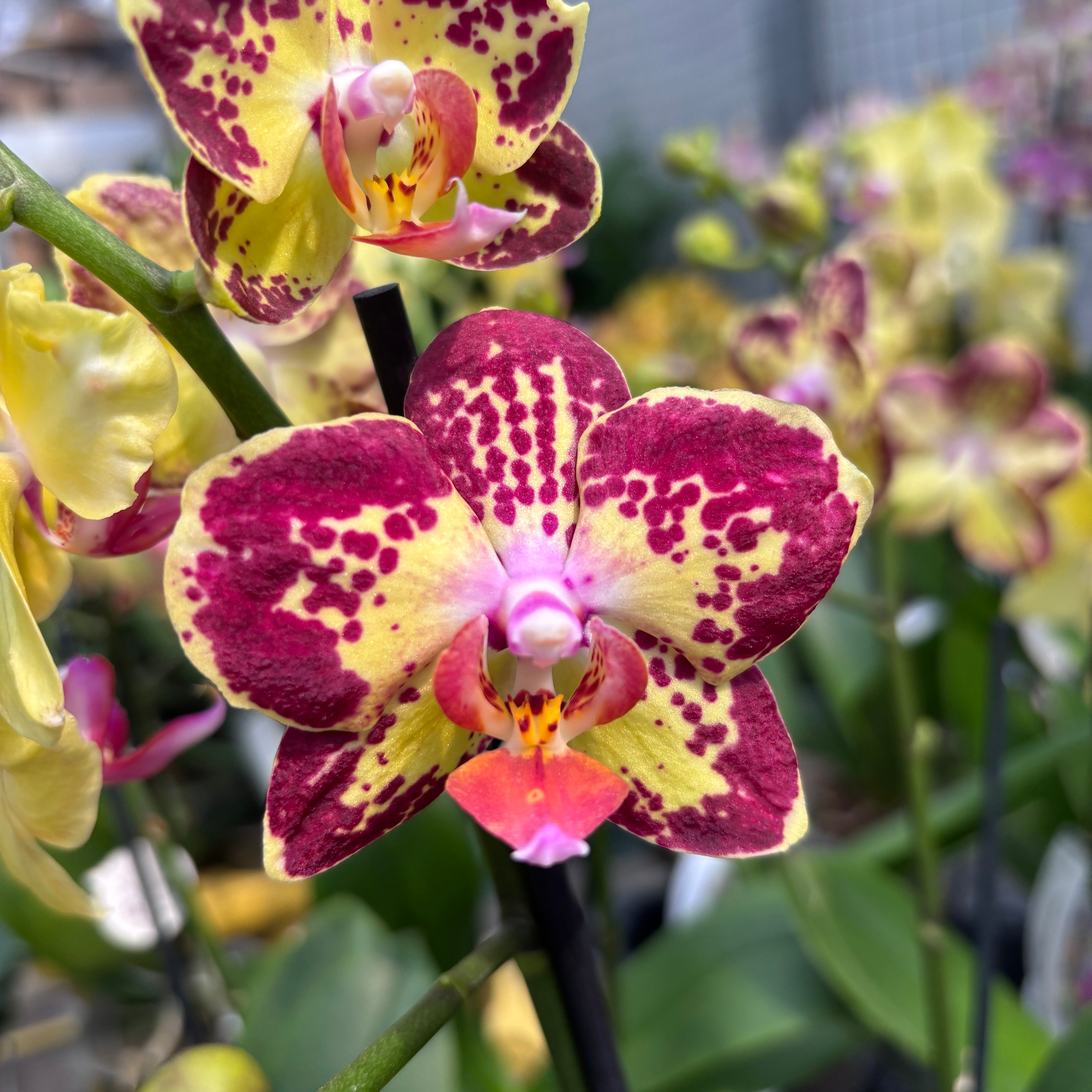 Phalaenopsis Strawberry Cake