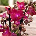 Phalaenopsis Lobke - flori parfumate