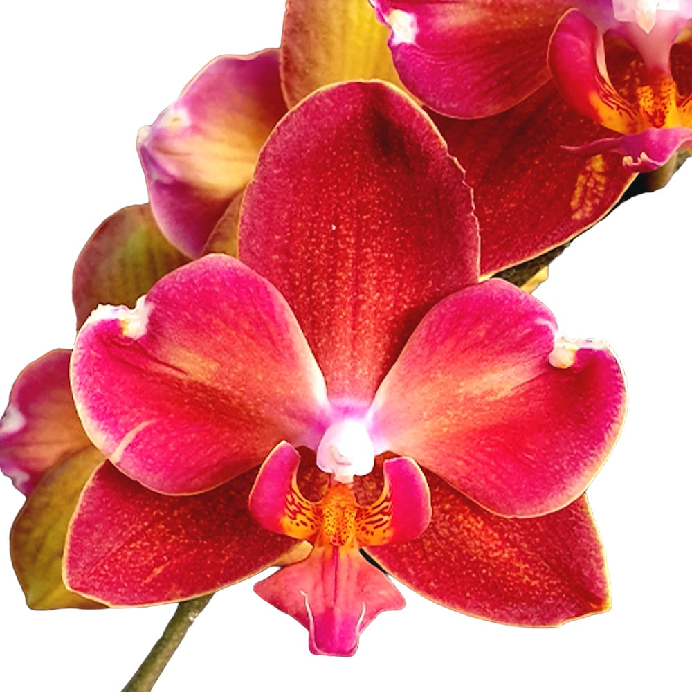 Phalaenopsis Miki Orange Sunset (pelorinen) tuoksuvat kukat