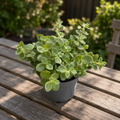 Hylotelephium 'Lime Zinger' - Lime-leaved sedum with red edges