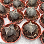 Astrophytum myriostigma D5