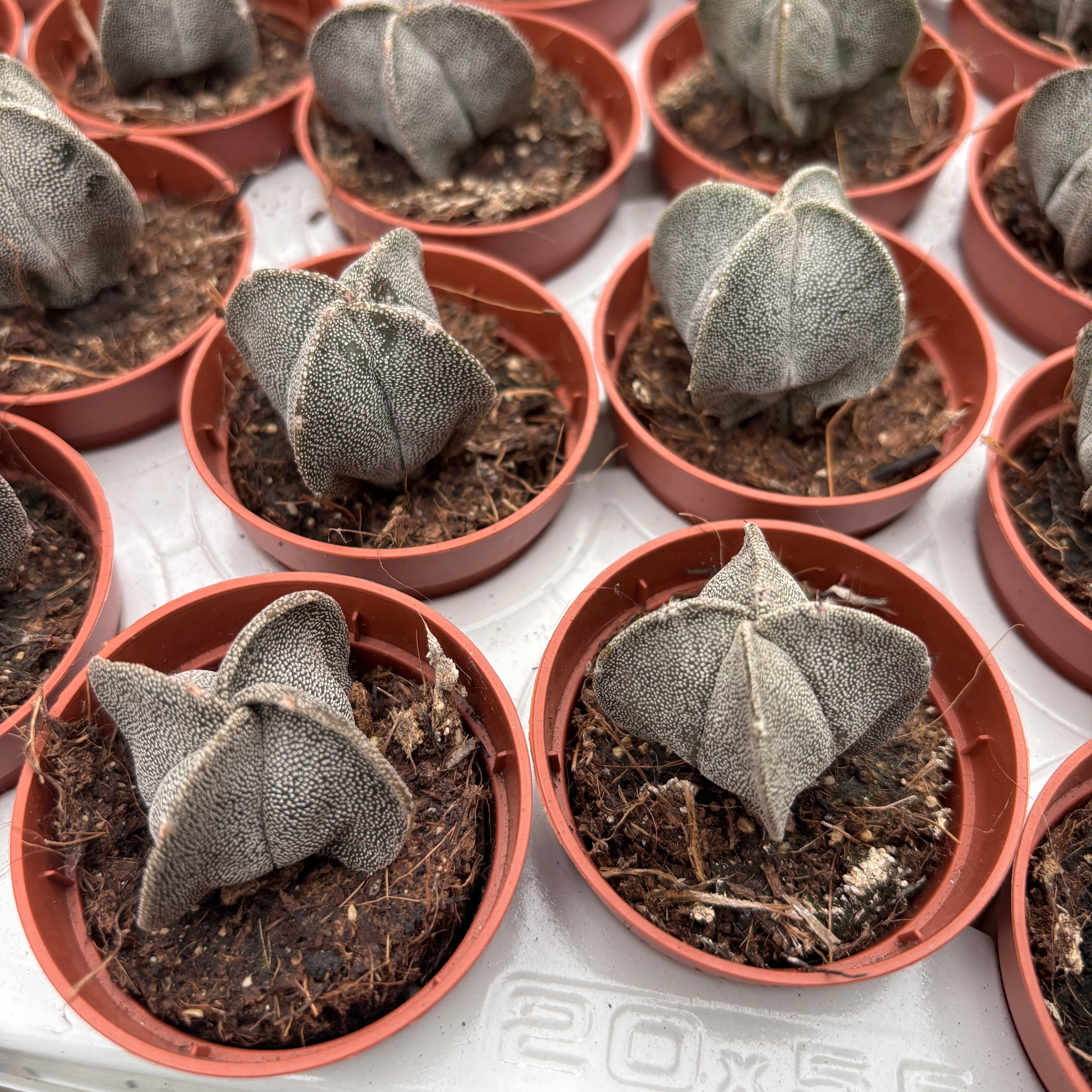 Astrophytum myriostigma D5