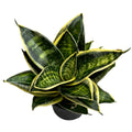 Sansevieria Hahnii 'Superstar'