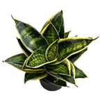 Sansevieria Hahnii 'Superstar'