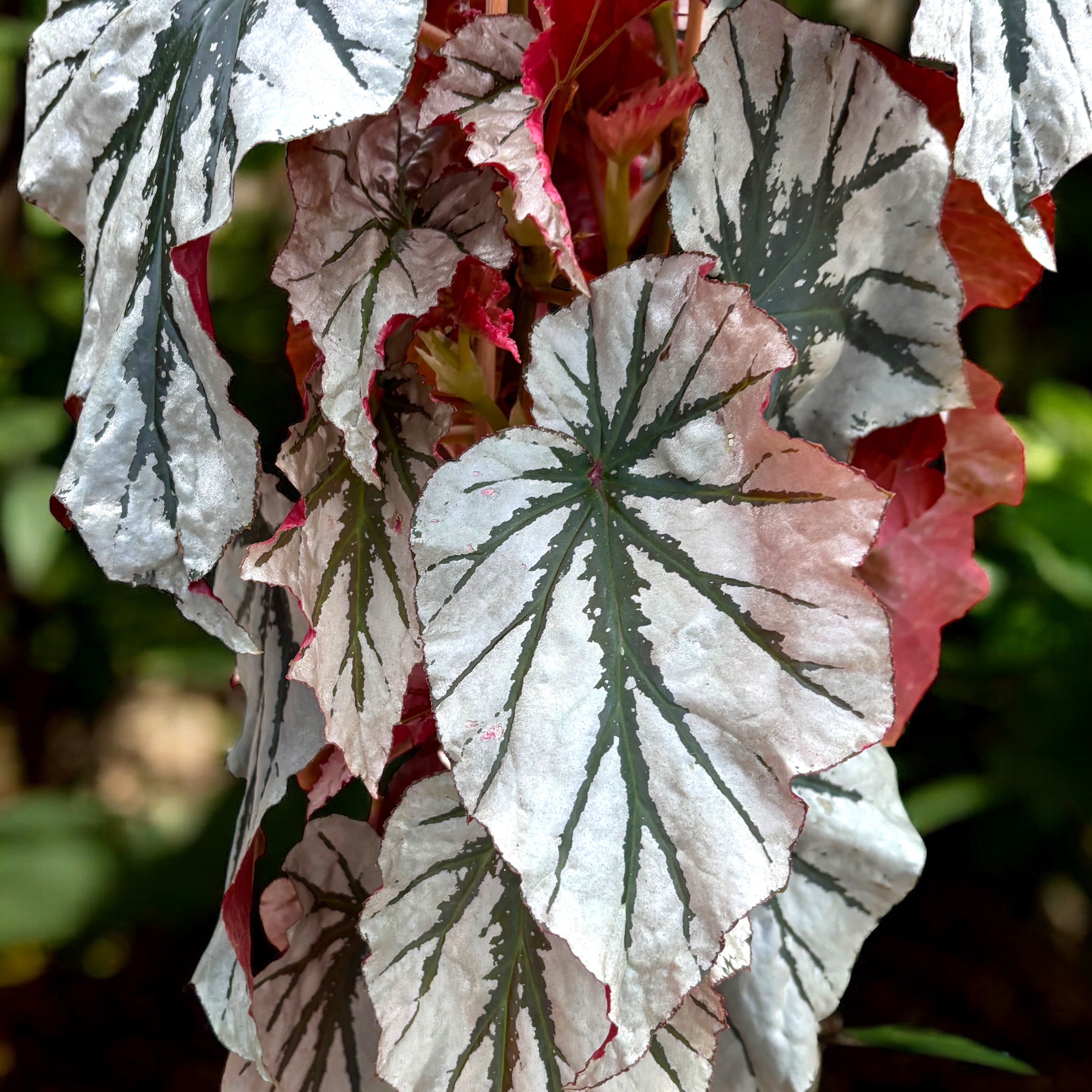 Begonia Looking Glass - varietate spectaculoasa cu frunzis argintiu metalizat (2 plante/ghiveci)