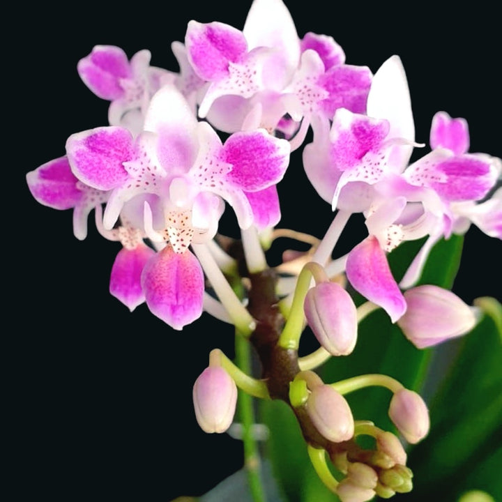 Phalaenopsis equestris 'Pink Anchor' (peloric)