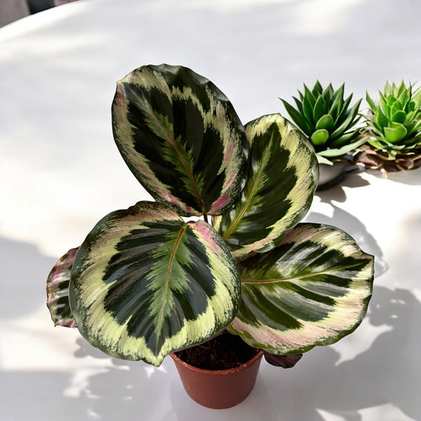 Calathea roseopicta 'Shinestar'