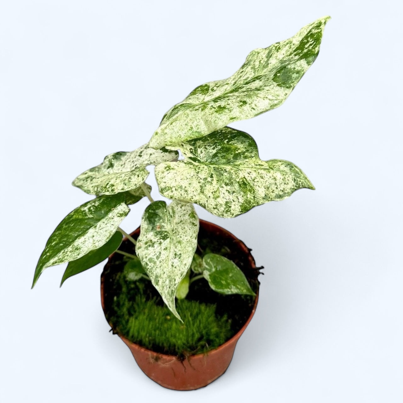 Alocasia macrorrhiza 'Splash' (Variegata)