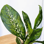 Dieffenbachia 'Crocodile'