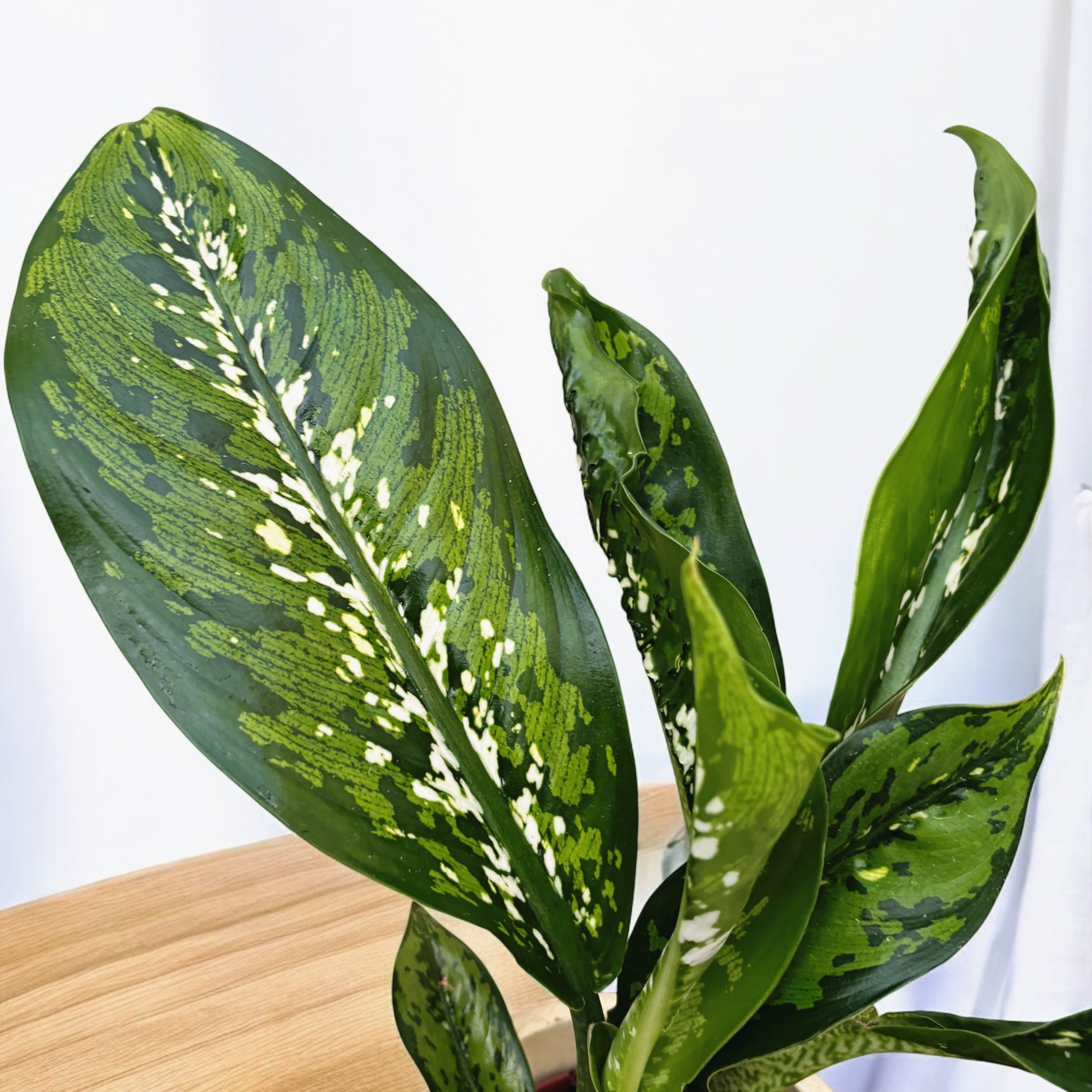 Dieffenbachia 'Crocodile'
