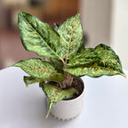 Aglaonema 'Pistachio Rose'