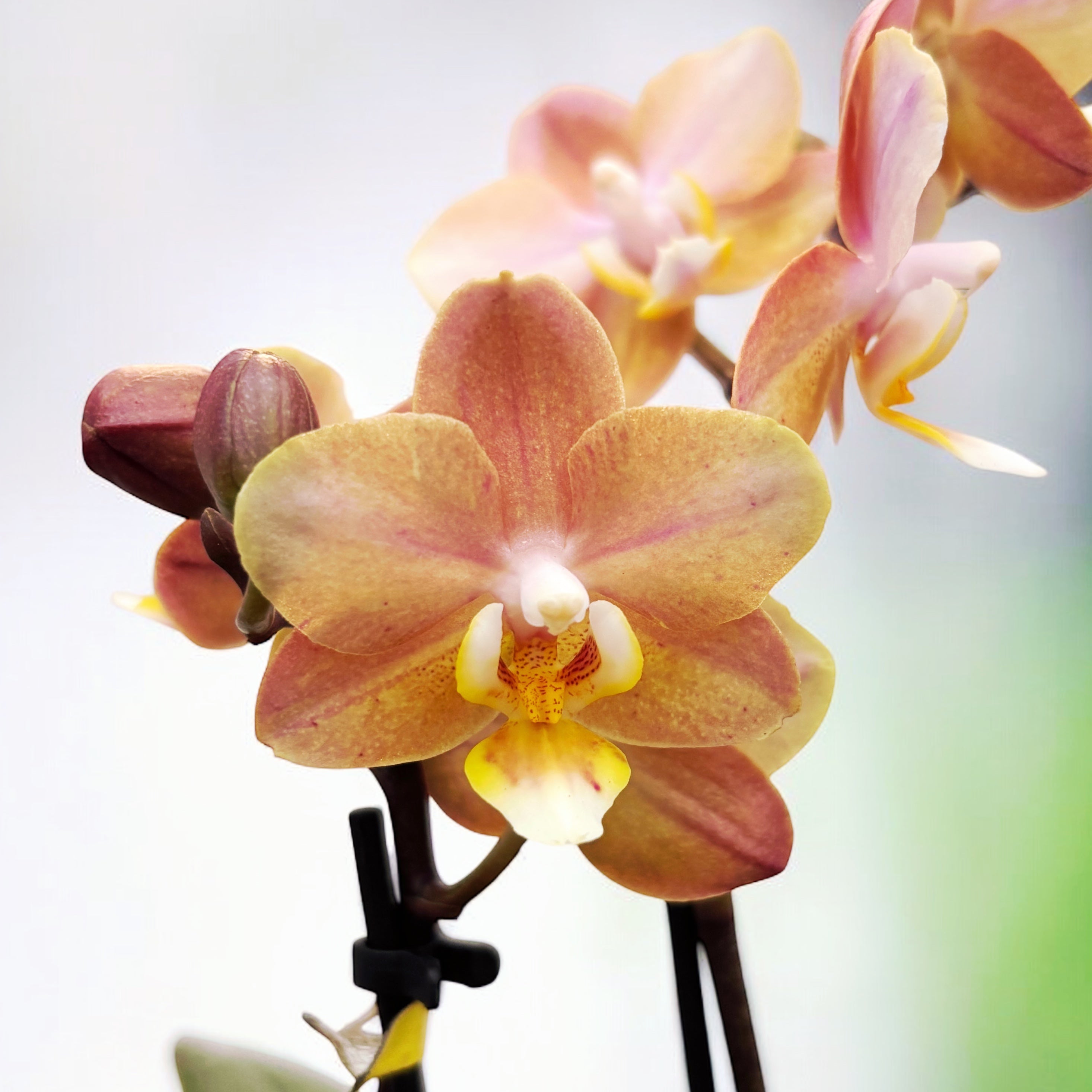 Phalaenopsis Aromio Powdery (Aromio Honey) - flori intens parfumate D7 - miniatura
