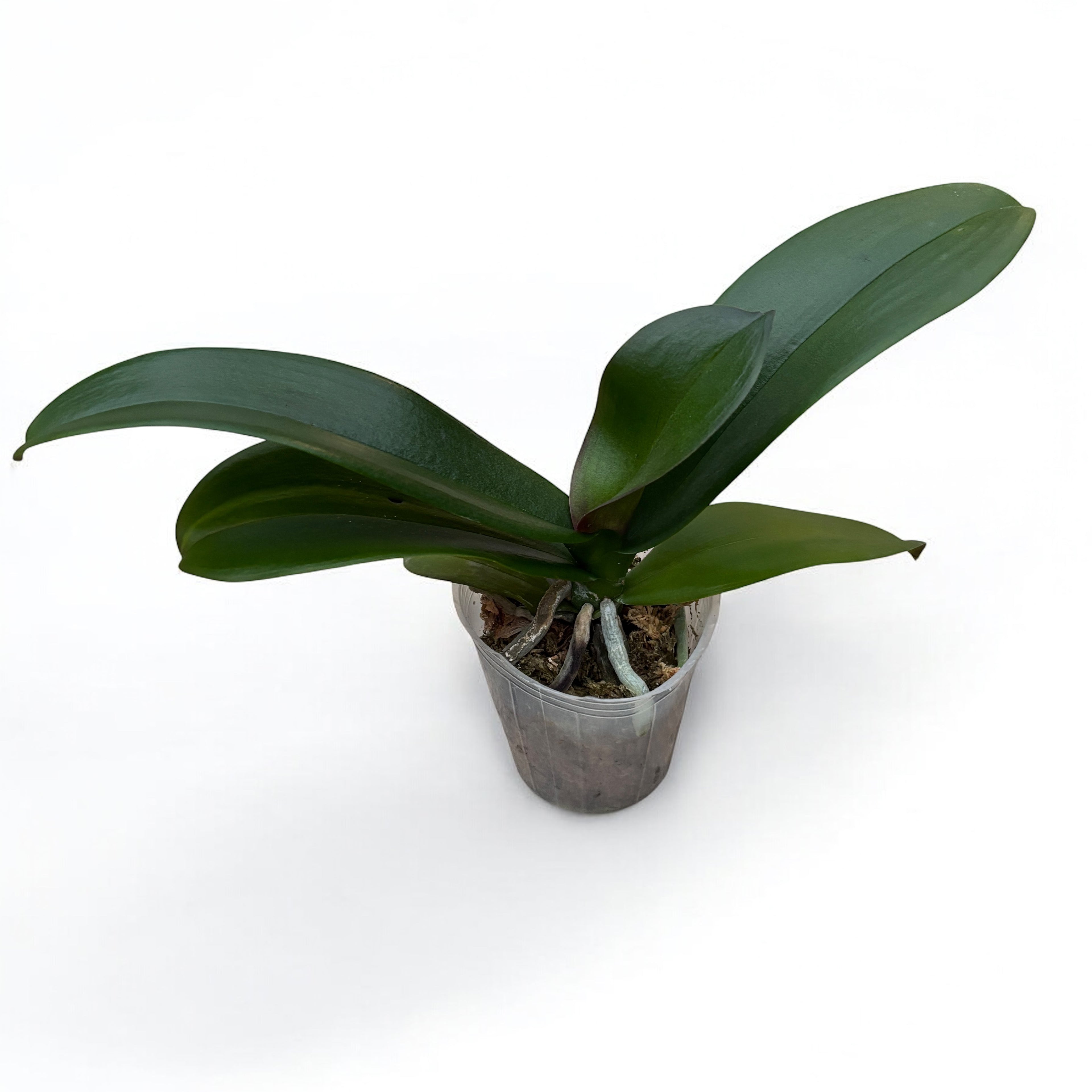 Phalaenopsis Miki Chocolate '518' - flori XXL!