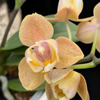 Phalaenopsis Scention * dišeče pelorične rože 3lips