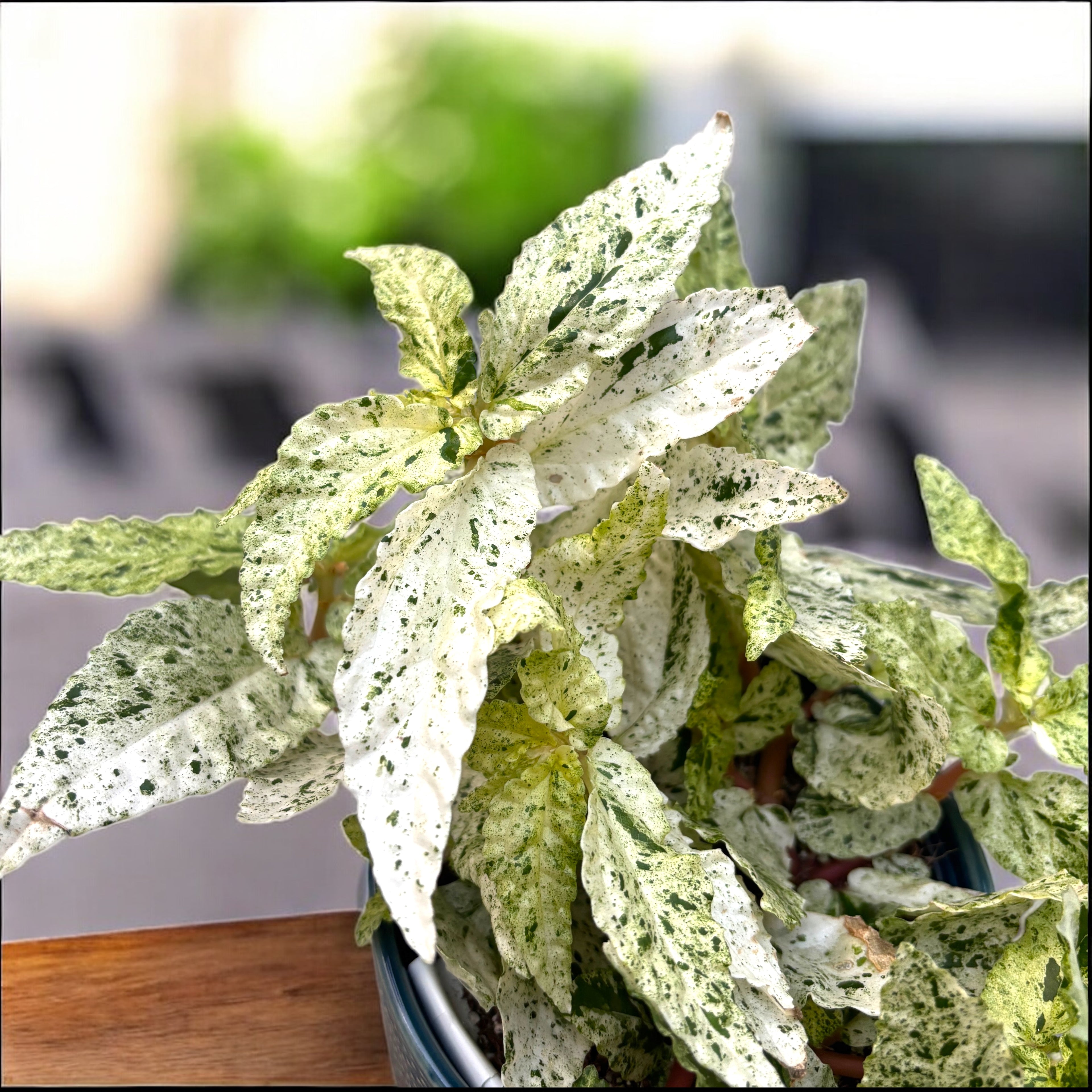 Pellionia repens 'Variegata' - planta exotica cu frunzis spectaculos