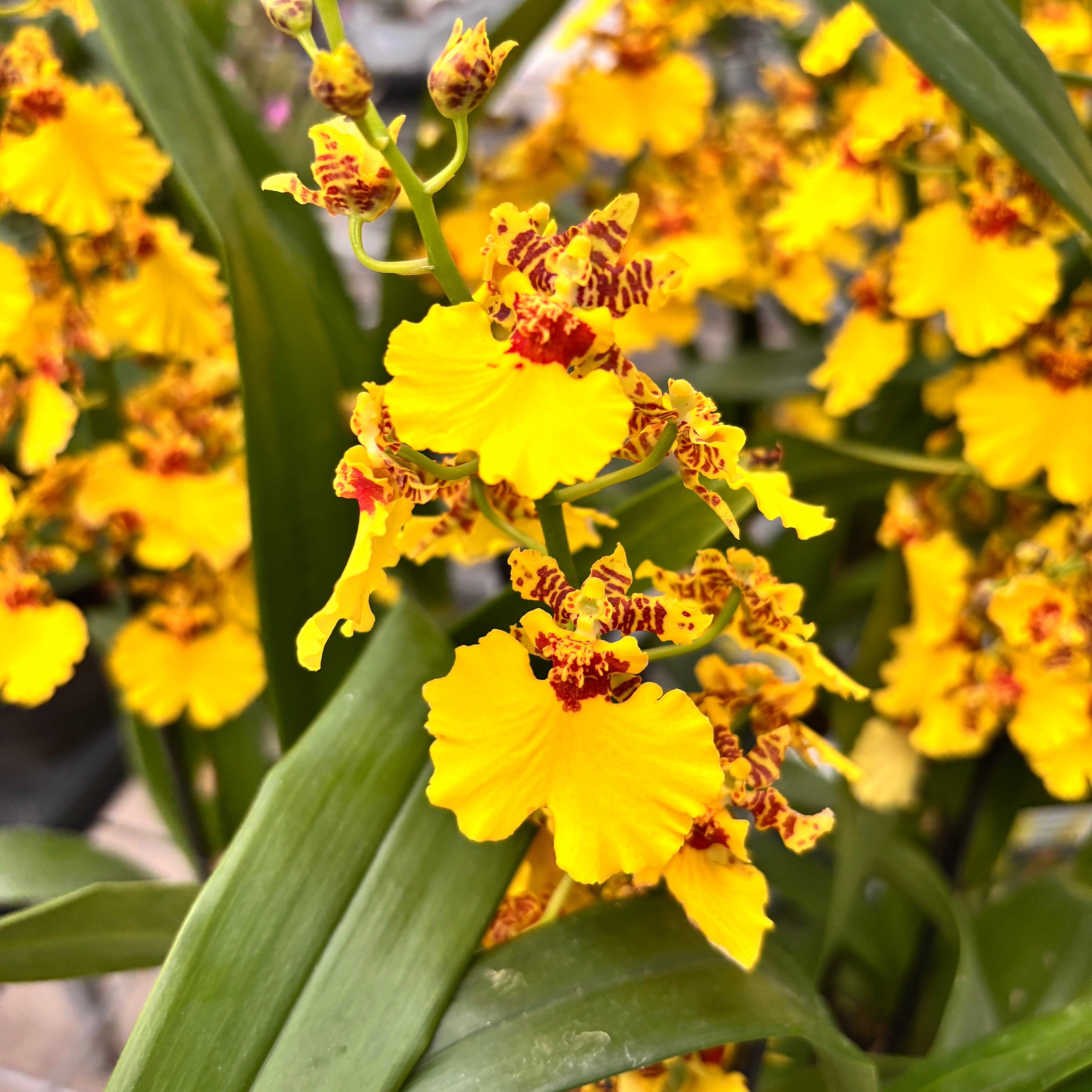 Oncidesa Sweet Sugar