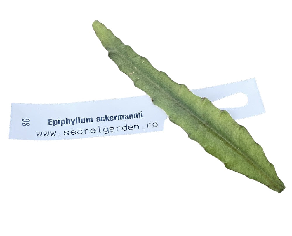 Cutting (butas) Epiphyllum ackermannii rosu (Red Orchid Cactus)