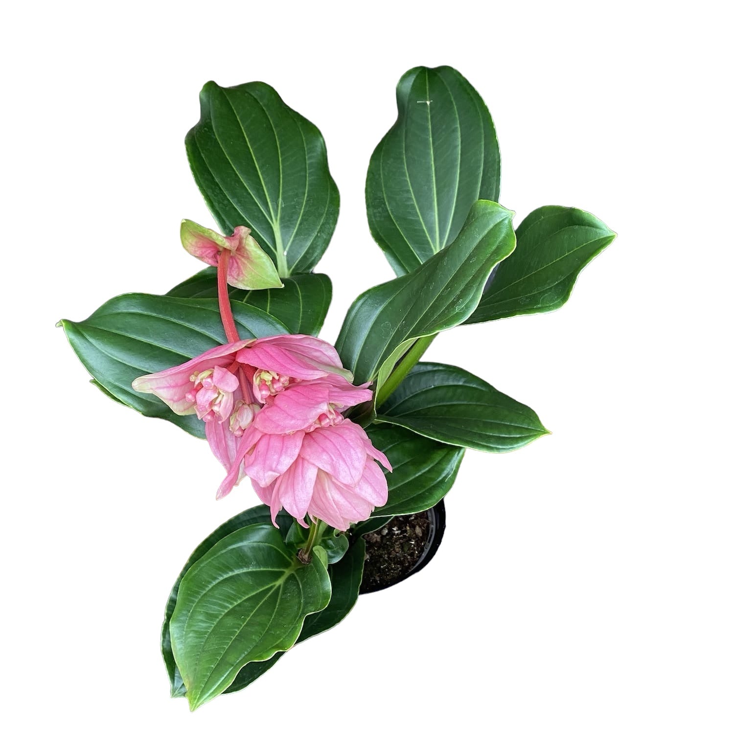 Medinilla magnifica - De bloem van de koning