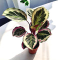 Calathea roseopicta 'Shinestar'