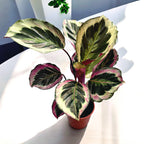 Calathea roseopicta 'Shinestar'