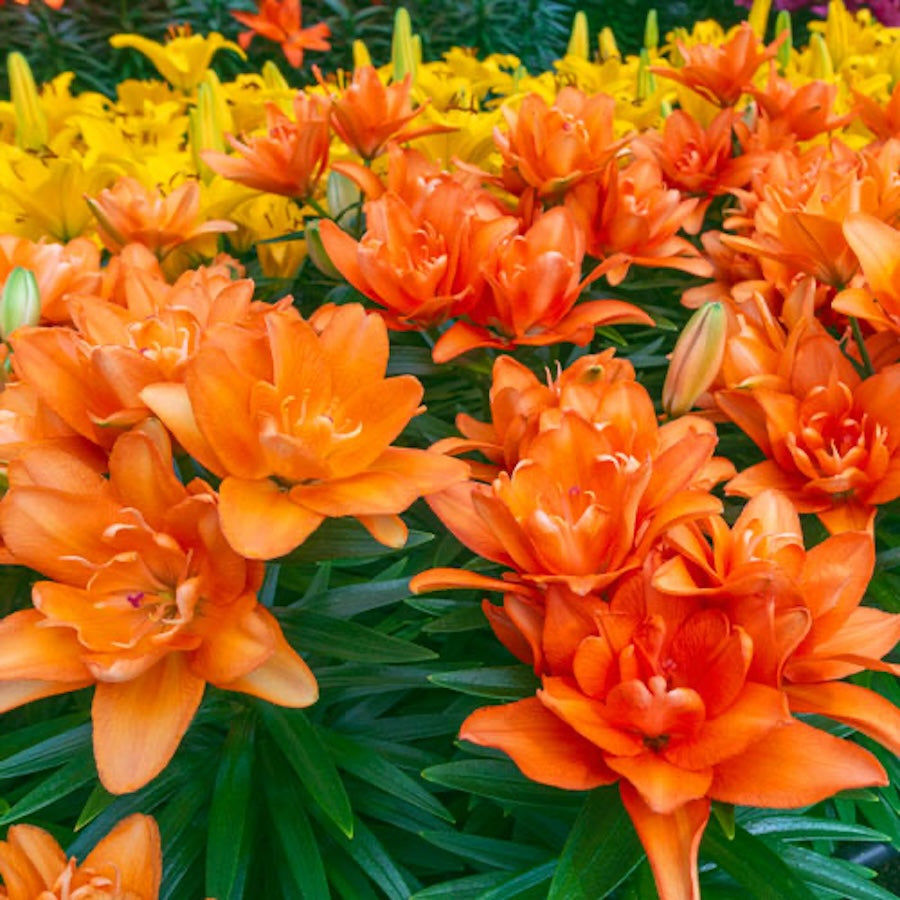 Aasialainen puutarhanlilja - Lilium 'Tiny Double You' 3pp