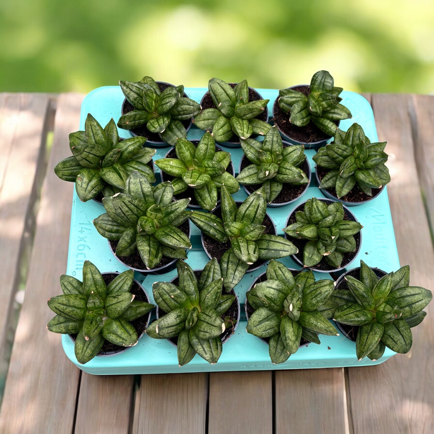 Sansevieria ‘Pyramid Crown’ – forma compacta si arhitecturala, perfecta pentru decoruri moderne