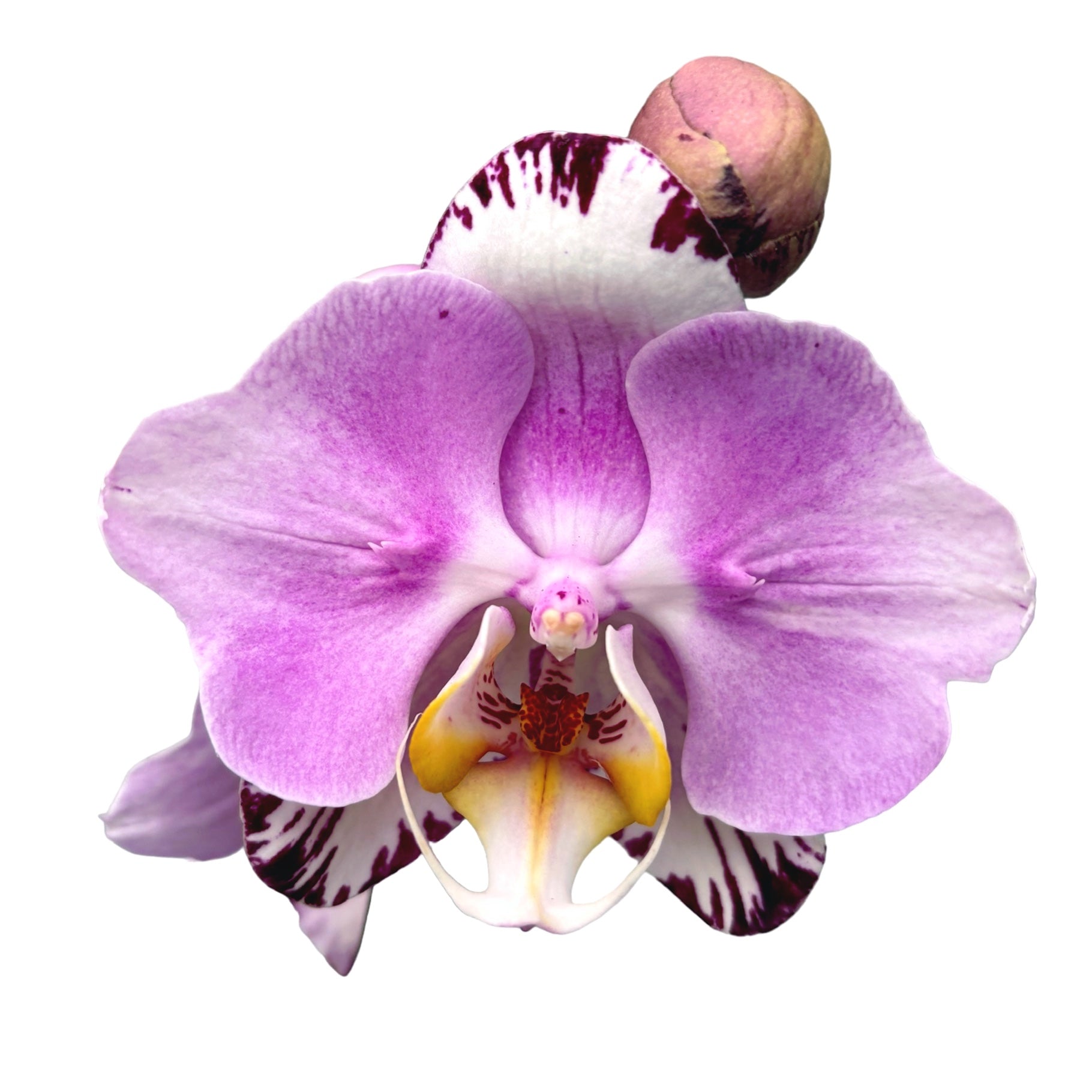 Phalaenopsis Art Nouveau - peloric butterfly