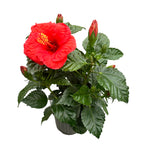 Hibiscus rosa-sinensis ‘Sunny Bordeaux’ - japonski vrtnici