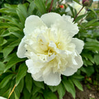Ароматни градински божури - Paeonia lactiflora 'Duchesse de Nemours'
