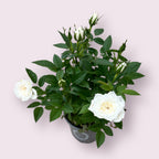 Trandafiri pitici de gradina (3 plante/ghiveci)