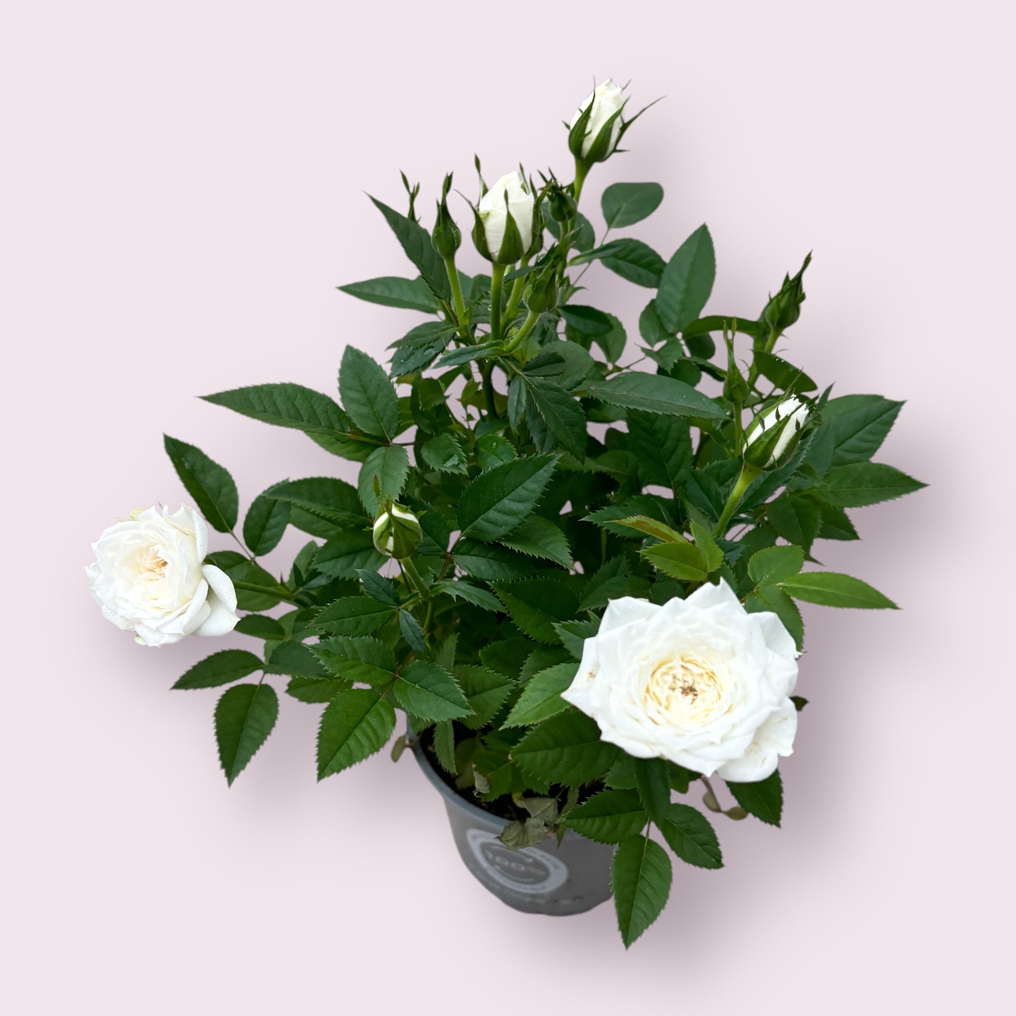 Trandafiri pitici de gradina (3 plante/ghiveci)