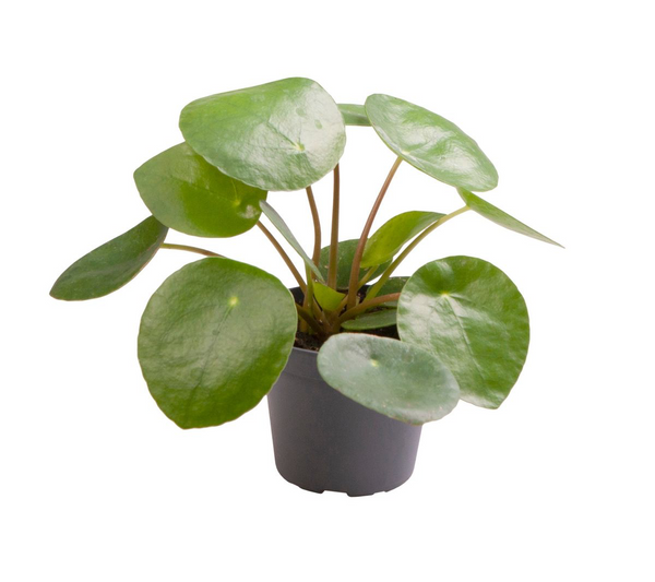 Pilea Peperomioides - planta banilor (Chinese Money Plant) *babyplant