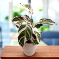 Calathea ‘White Fusion’ – planta decorativa premium, cu frunzis variegat alb-verde