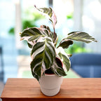 Calathea ‘White Fusion’ – planta decorativa premium, cu frunzis variegat alb-verde