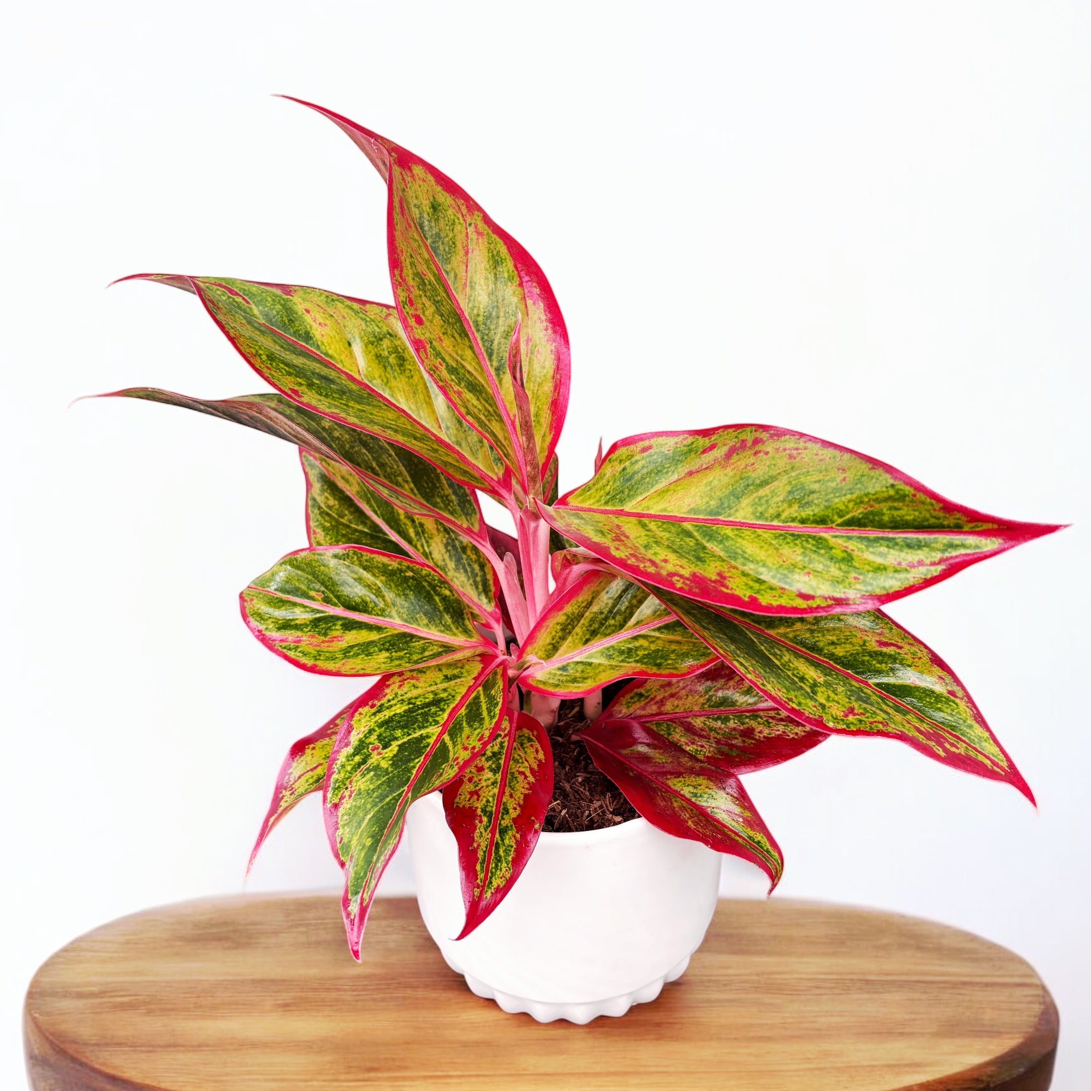 Aglaonema 'Crete Flame' (Red Fire) D12