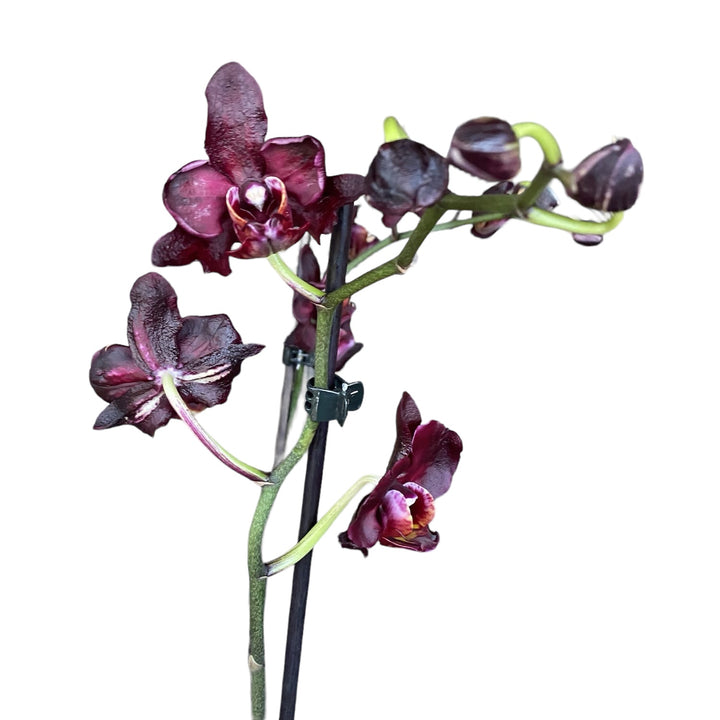 Phalaenopsis Black Jack