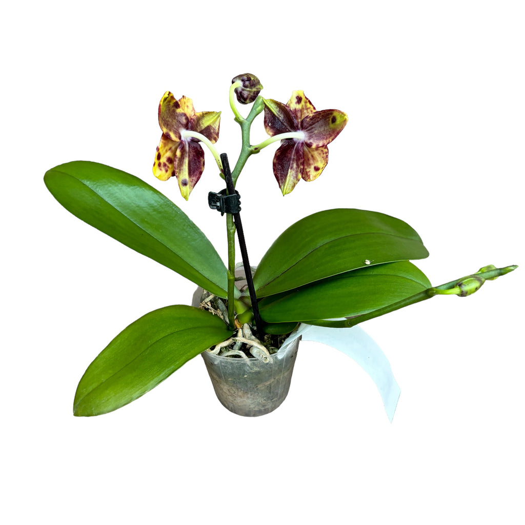 Phalaenopsis Allura 'Voodoo' *parfumat