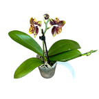 Phalaenopsis Allura 'Voodoo' *voňavá