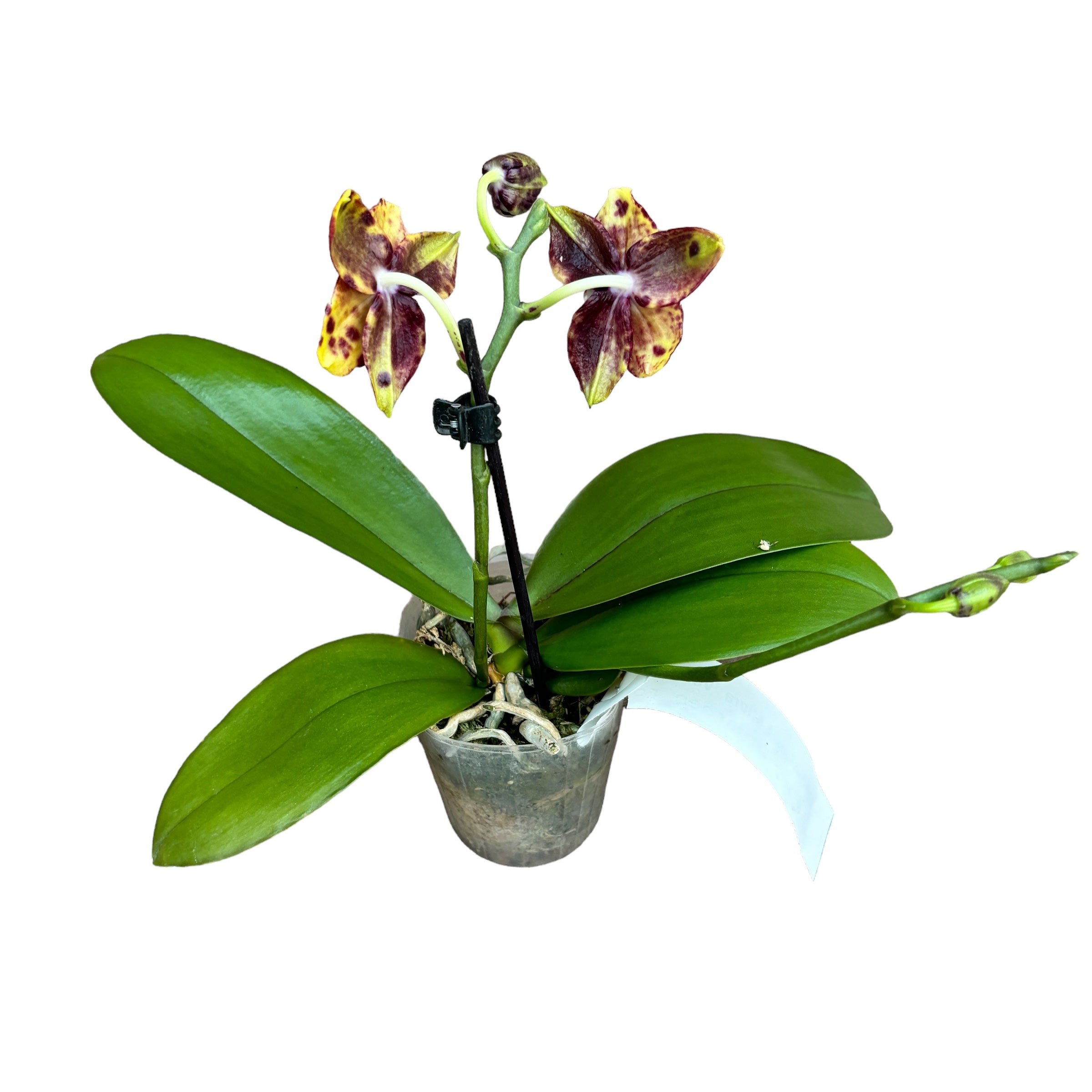 Phalaenopsis Allura 'Voodoo' *geparfumeerd