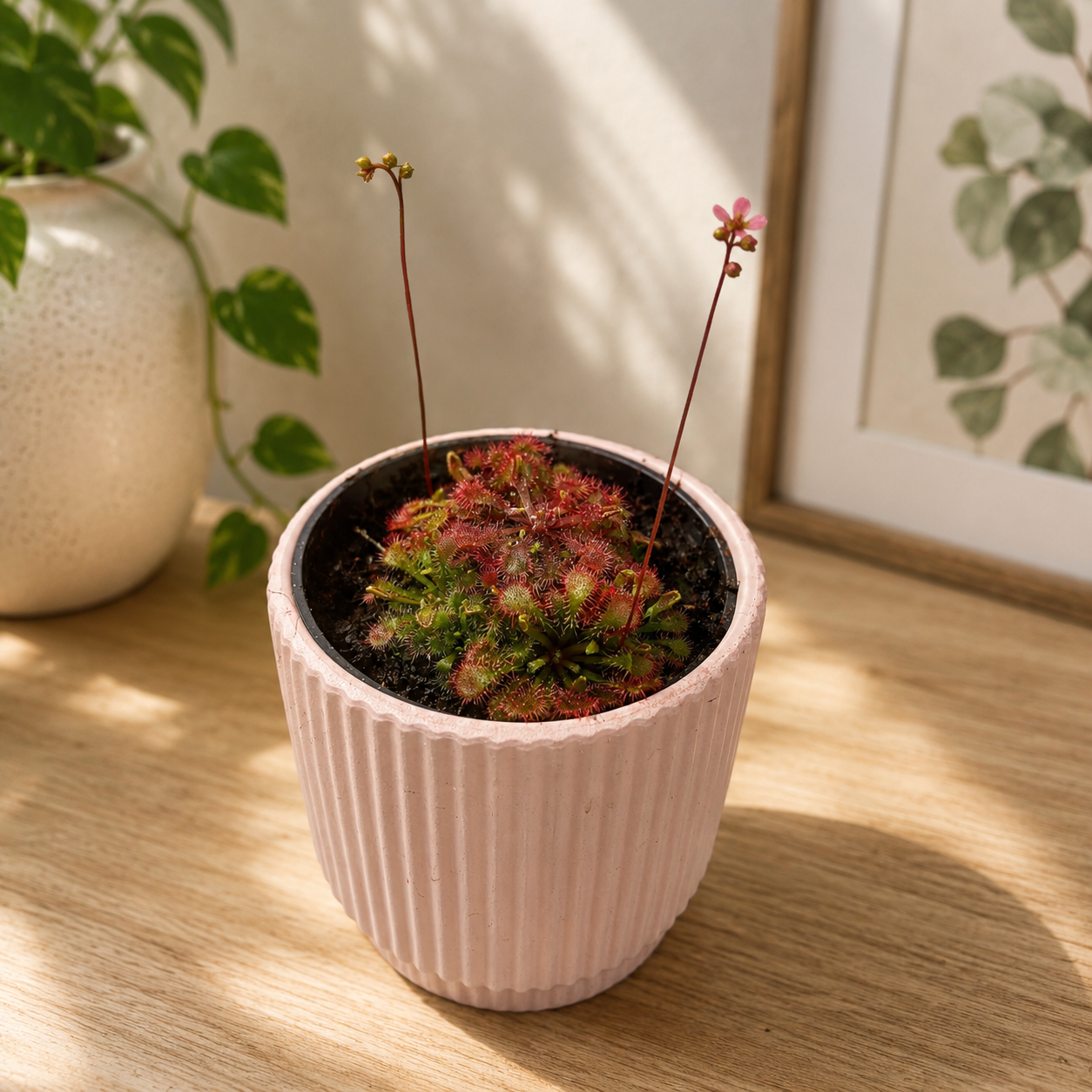 Drosera spatulata – Pyöreälehtikihokki, tiivisruusukkeinen lihansyöjäkasvi