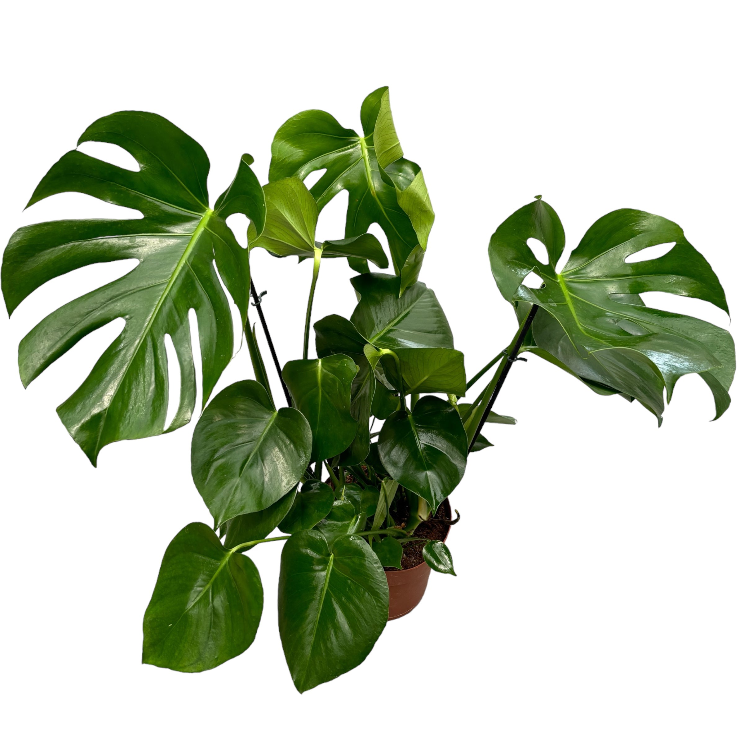Monstera deliciosa (Swiss cheese plant) 3 plante/ghiveci - Exemplare XL