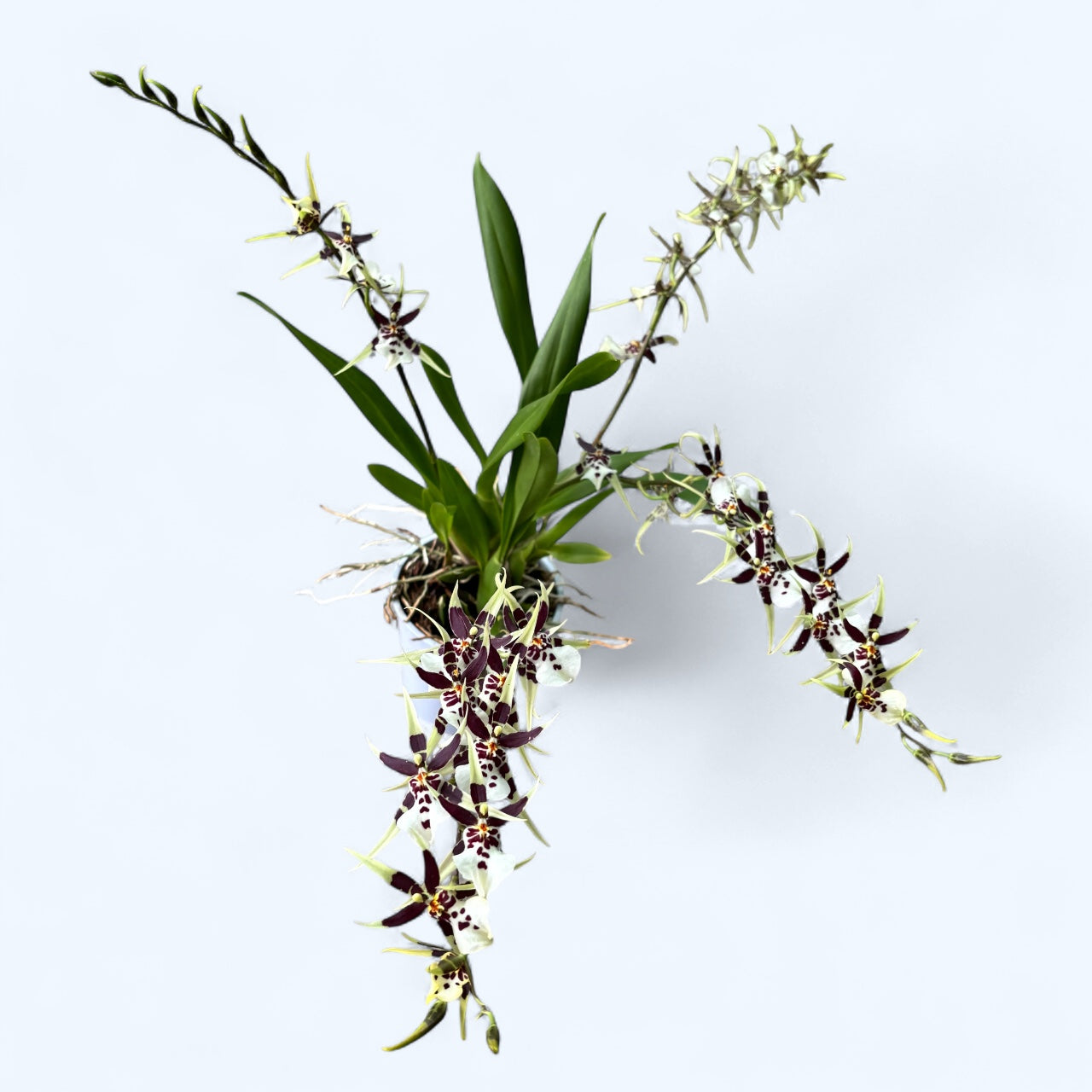 Oncidium (Cyrtocidium) Holm’s Wizard var. #11 - molto profumato!