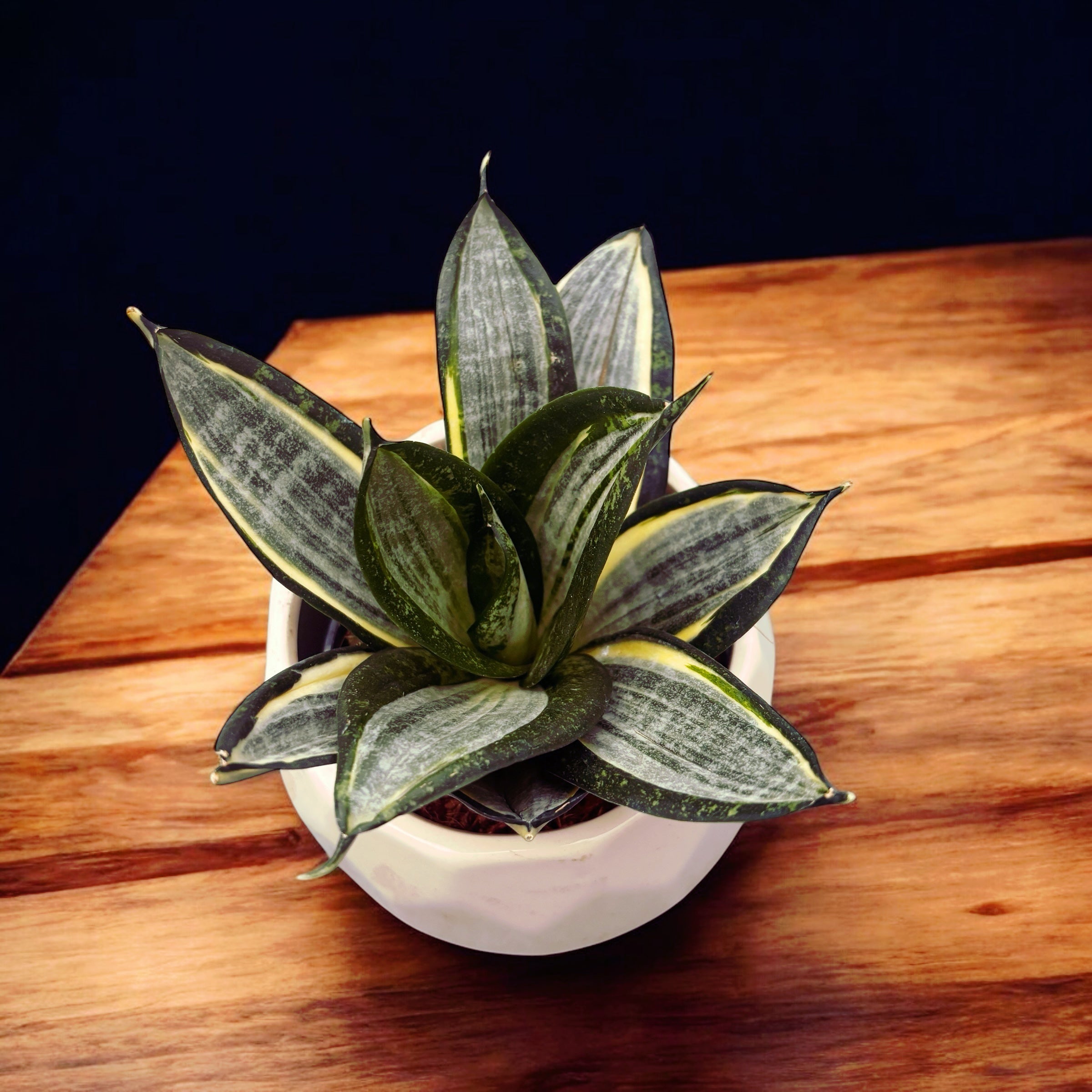 sansevieria zebra Sansevieria Hahnii 'Silver Zebra' – Secret Garden Plant Shop
