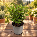 Edible Bay Laurel in Pot - Laurus Nobilis (Bush)