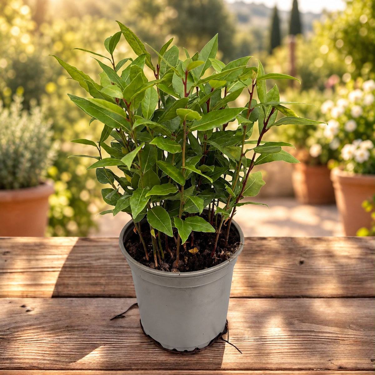 Edible Bay Laurel in Pot - Laurus Nobilis (Bush)