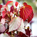 Begonia ‘Two Face’ – varietate de colectie cu frunzis bicolor spectaculos (2 plante/ghiveci)