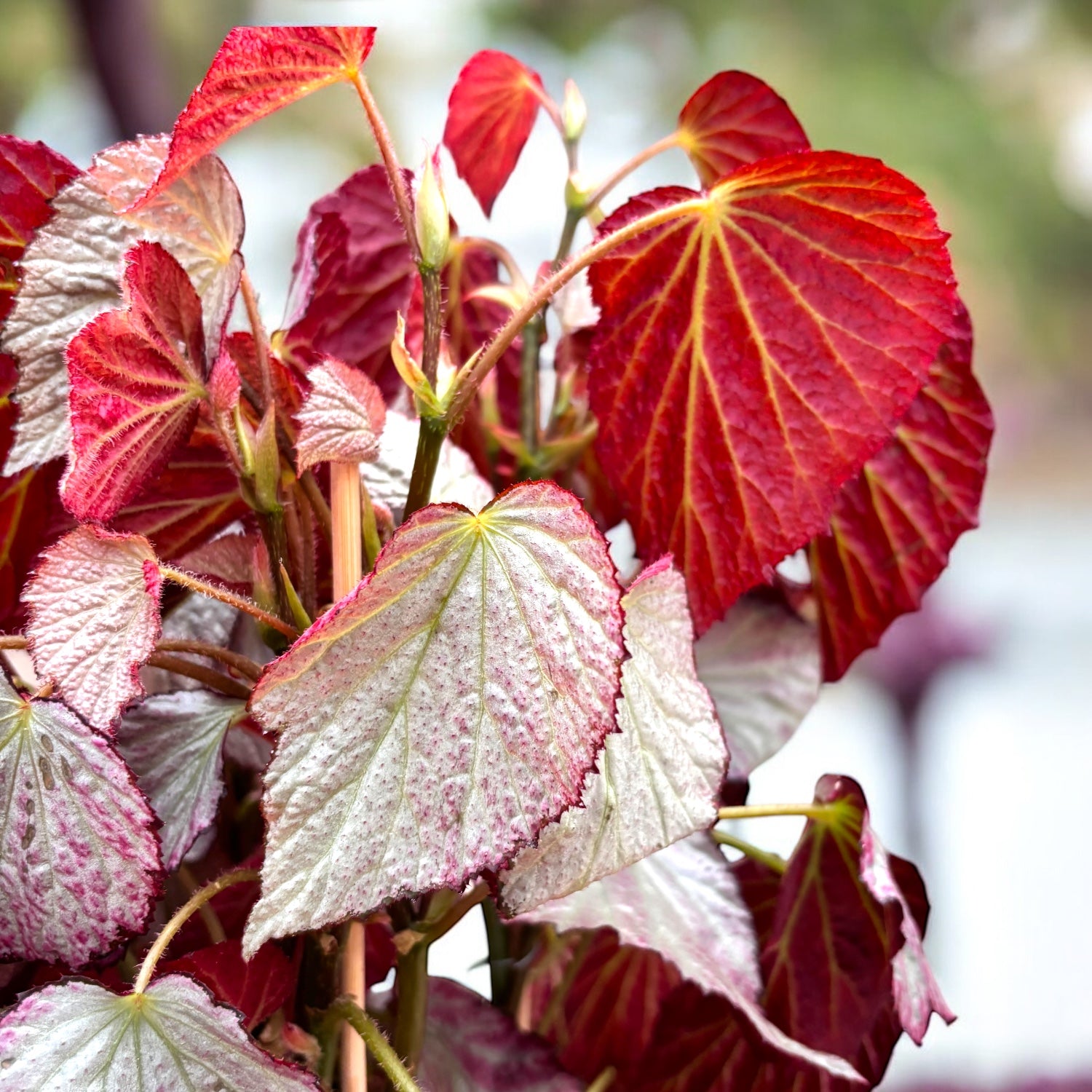 Begonia ‘Two Face’ – varietate de colectie cu frunzis bicolor spectaculos (2 plante/ghiveci)